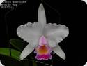 Cattleya quadricolor (chocoensis)